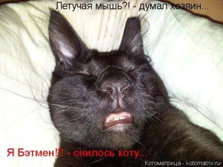 Майская котоматрица Майская котоматрица