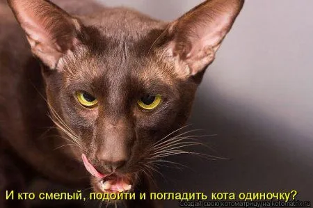 Майская котоматрица Майская котоматрица