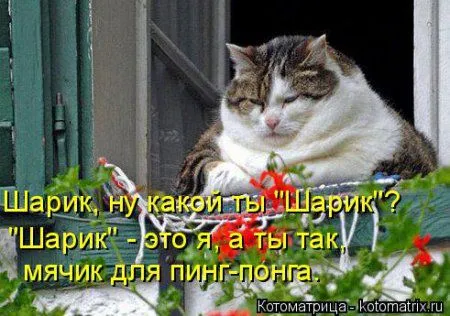 Майская котоматрица Майская котоматрица