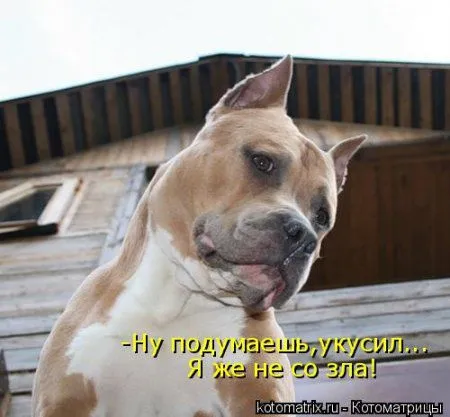 Майская котоматрица Майская котоматрица