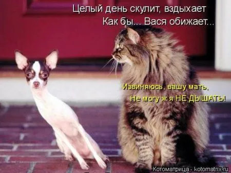 Котоматрицы недели
