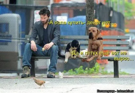 Котоматрицы недели