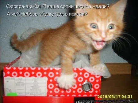 Котоматрицы недели