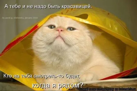 Котоматрицы недели