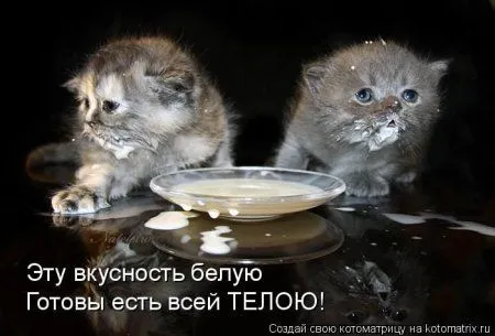 Котоматрицы недели