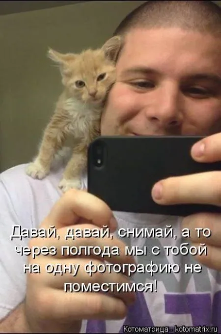 Котоматрицы недели