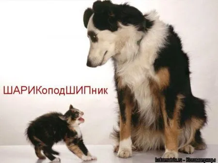 Котоматрицы недели