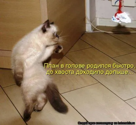 Котоматрицы недели