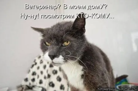 Котоматрицы недели