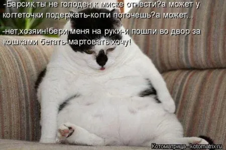 Котоматрицы недели