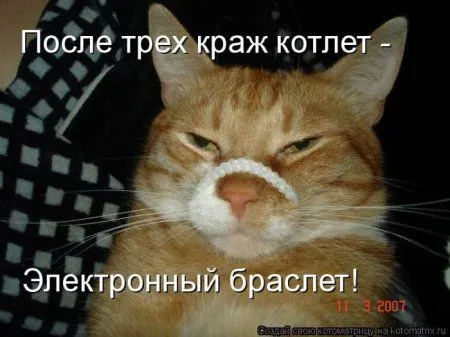 Котоматрицы недели