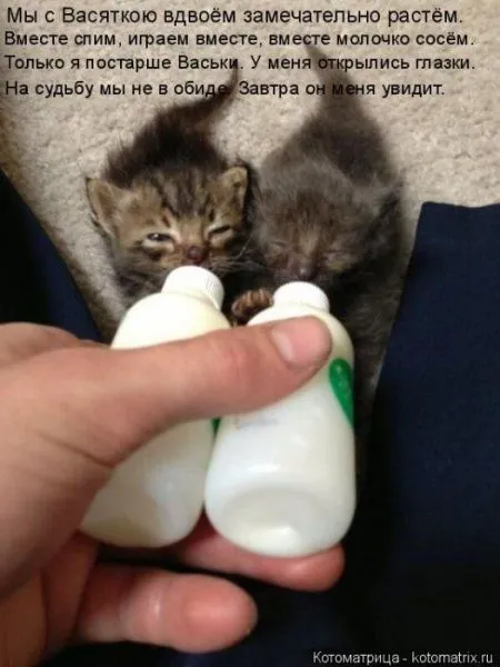 Котоматрицы недели