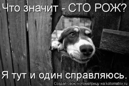 Котоматрицы недели