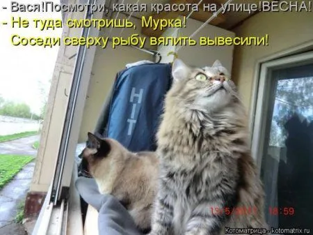 Котоматрицы недели