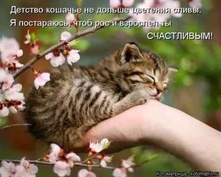 Котоматрицы недели