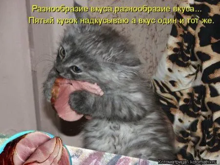Котоматрицы недели