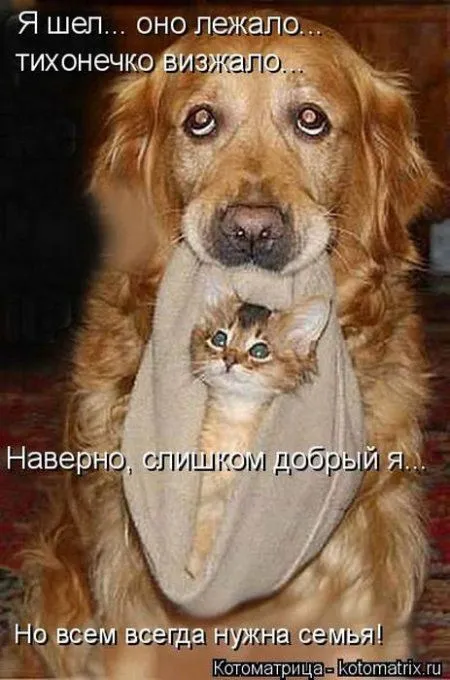 Котоматрицы недели
