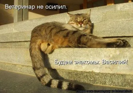 Котоматрицы недели