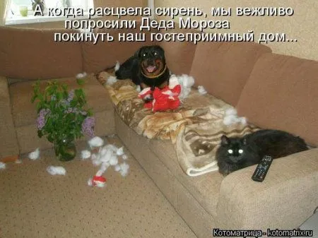 Котоматрицы недели