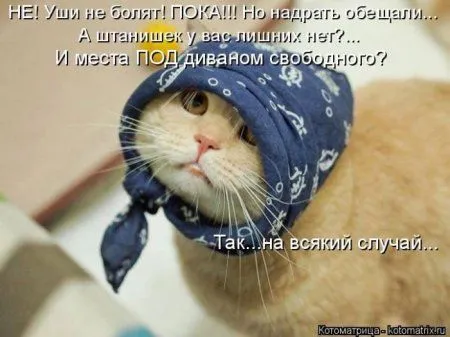 Котоматрицы недели