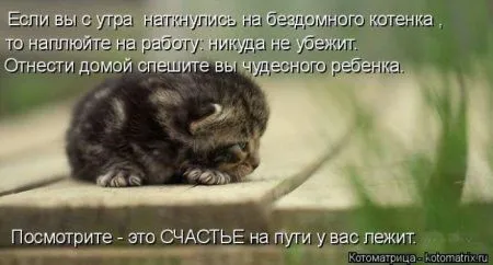 Котоматрицы недели