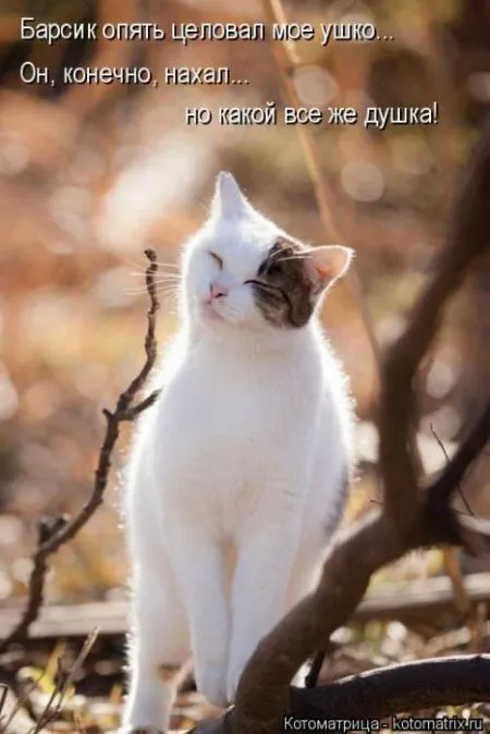 Котоматрицы недели