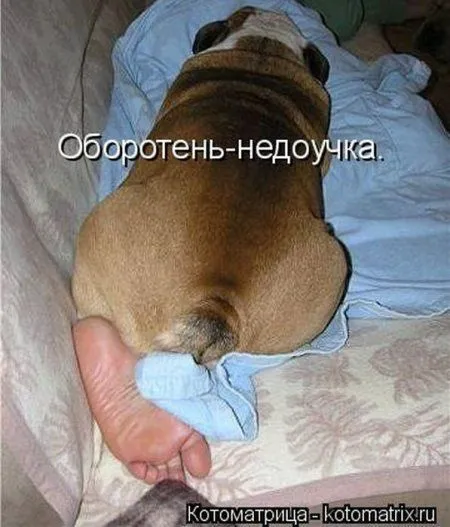 Котоматрицы недели