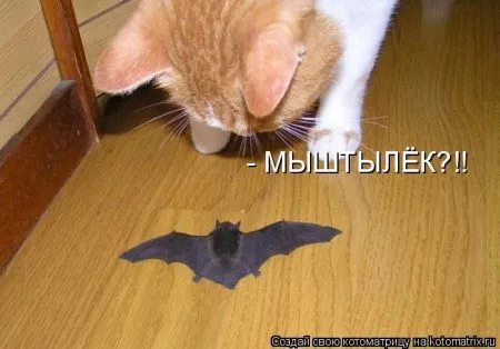 Котоматрицы недели