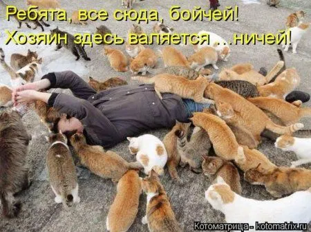 Котоматрицы недели