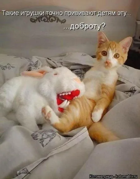 Котоматрицы недели