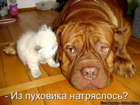 Котоматрицы недели