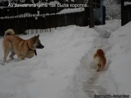 Котоматрицы недели