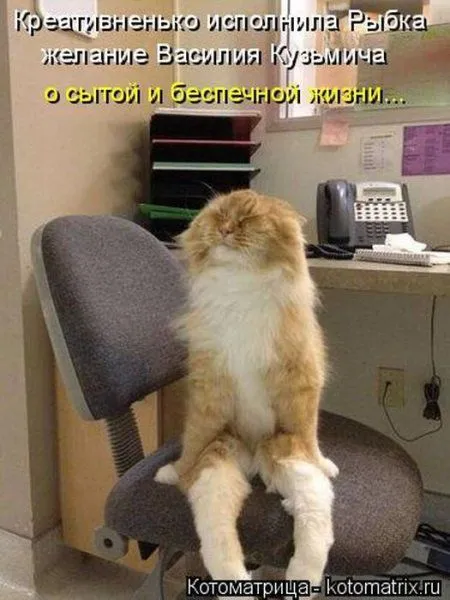 Котоматрицы недели