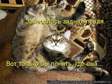 Котоматрицы недели