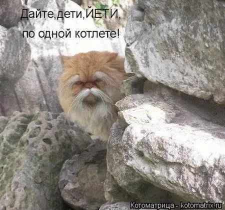 Котоматрицы недели