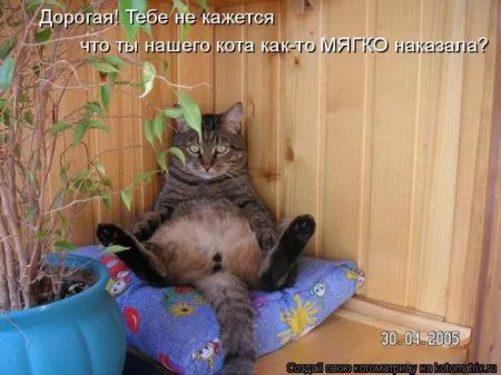 Котоматрицы недели