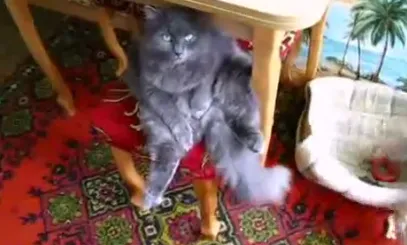 Кот отдыхает от сожителей