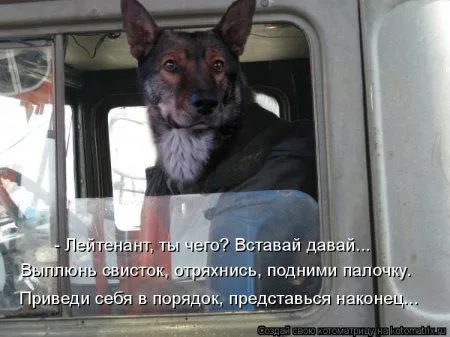 Веселая котоматрица приближает Пятницу