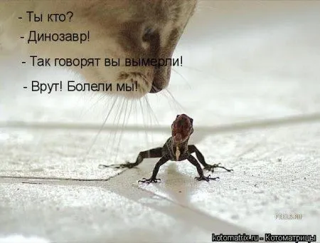 Веселая котоматрица приближает Пятницу