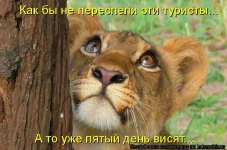 Веселая котоматрица приближает Пятницу