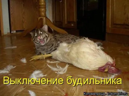 Веселая котоматрица приближает Пятницу