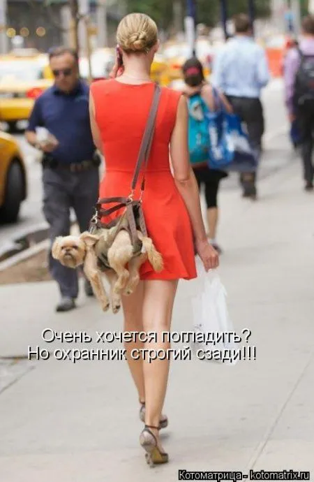 Веселая котоматрица приближает Пятницу