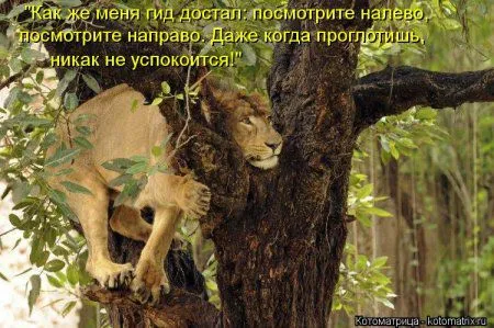 Веселая котоматрица приближает Пятницу