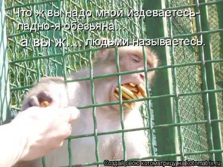 Веселая котоматрица приближает Пятницу