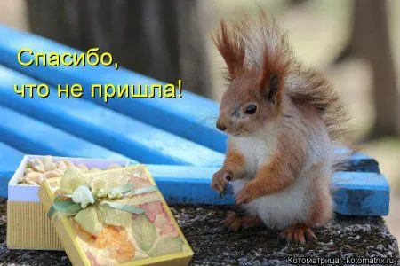 Веселая котоматрица приближает Пятницу