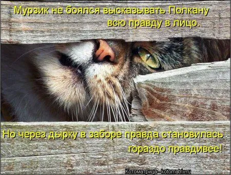 Веселая котоматрица приближает Пятницу
