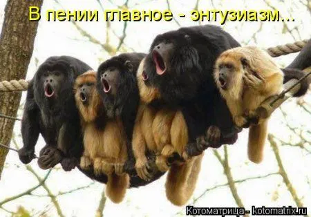 Веселая котоматрица приближает Пятницу