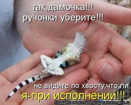 Веселая котоматрица приближает Пятницу