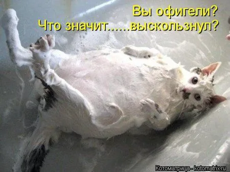 Веселая котоматрица приближает Пятницу