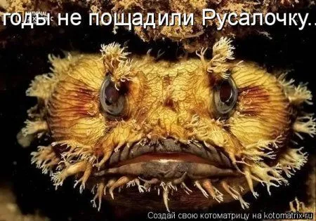 Веселая котоматрица приближает Пятницу